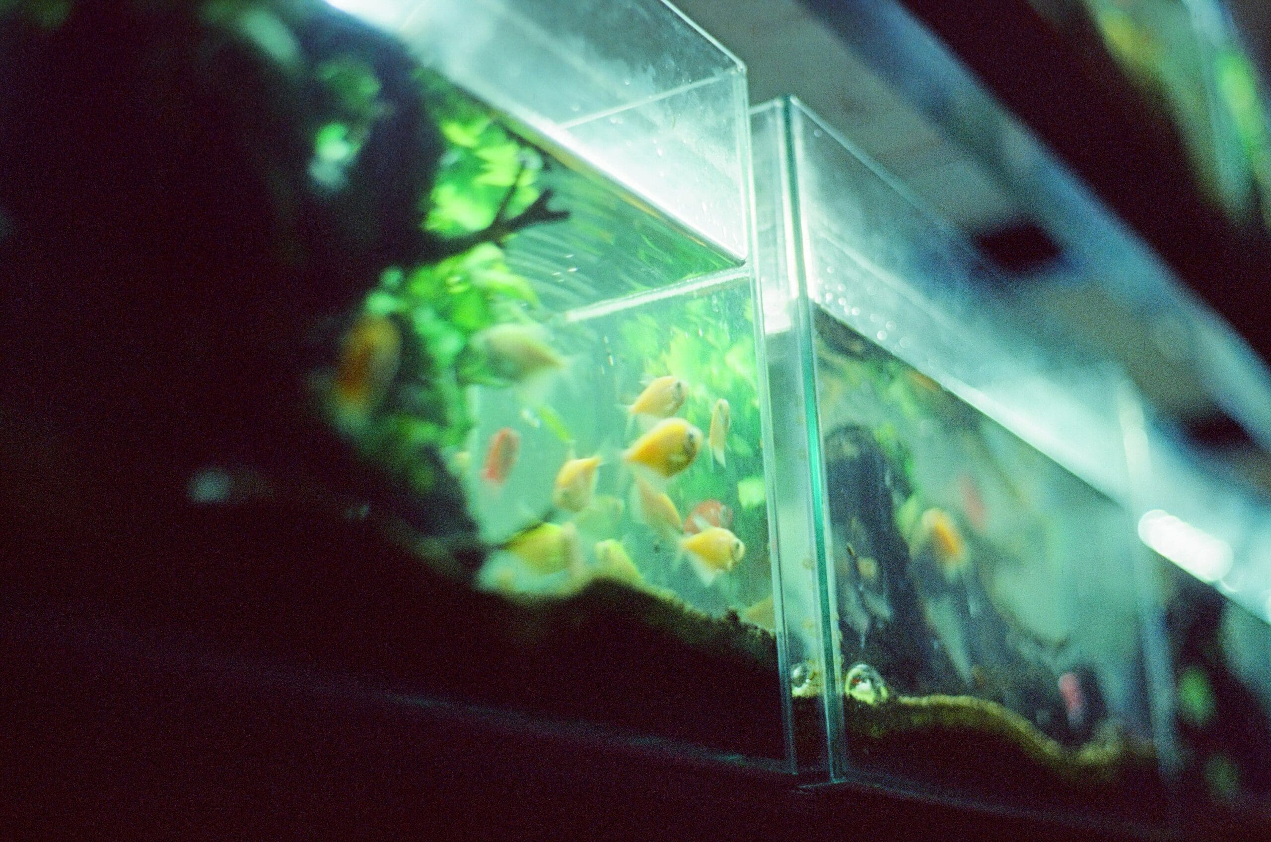 The modern and eco-friendly design of the aquarium