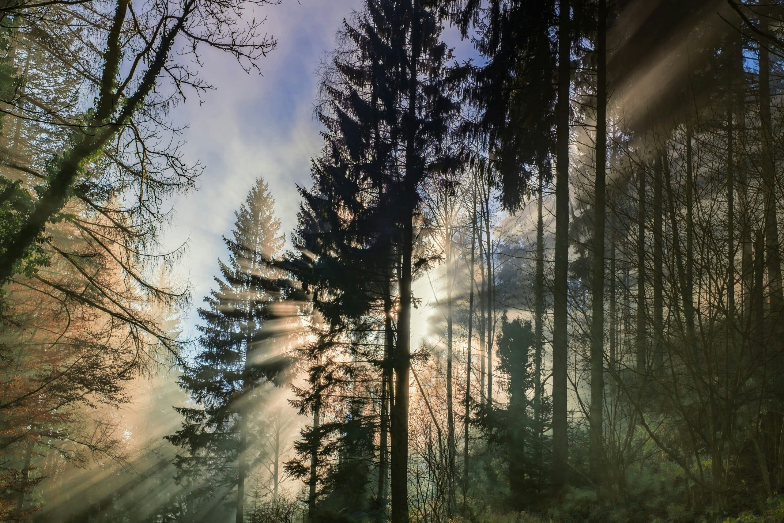 Tent in the forest of the Rostocker Heide at sunrise