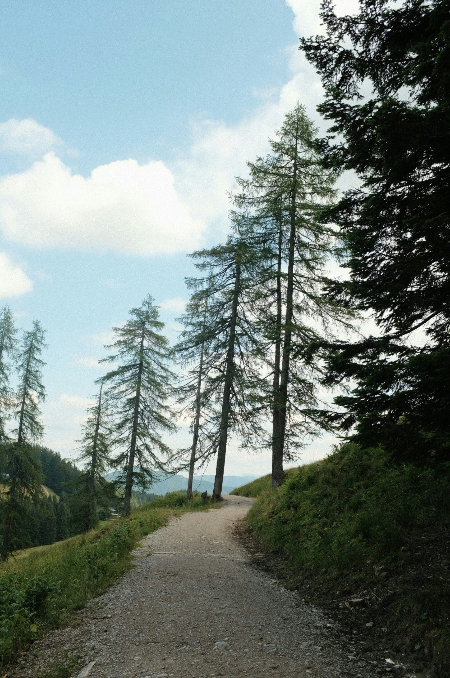 Hiking trail in the Rostocker Heide lined with trees